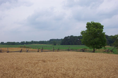 The Cornfield